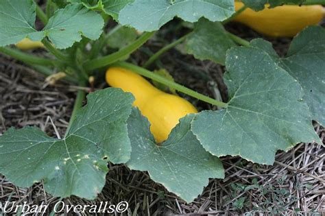 10 Growing Tips For Yellow Squash • Urban Overalls