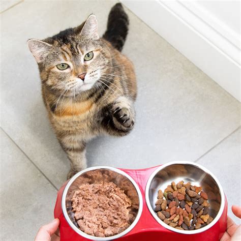 Cat Feeding Guide How Much Should I Feed My Cat Purina