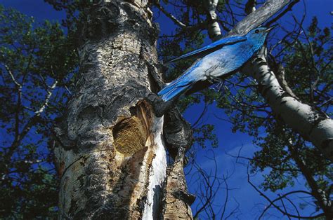 Mountain Bluebird Flying From Nest Photograph by Michael Quinton - Fine ...