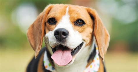 The Beagle A Loyal Companion And Versatile Breed Svgland