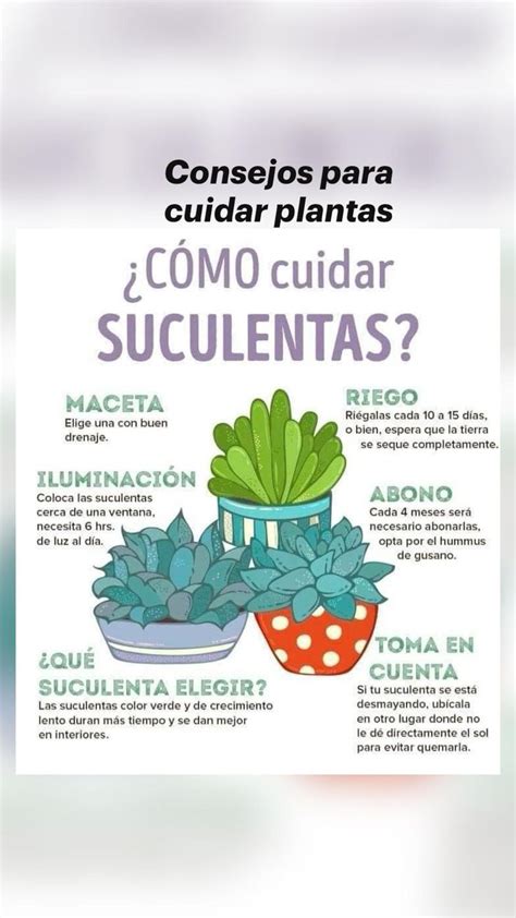 Consejos Para Cuidar Plantas Jardineria Y Plantas Cuidado De Plantas