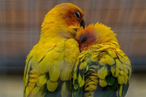 Parrots In A Russian Zoo Stock Image Image Of Color 77350741