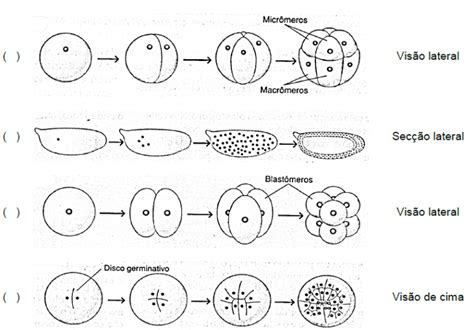 UFRGS 2020 Prova De Biologia Resolvida Parte 2