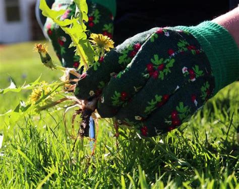 Как избавиться от сорняков и травы навсегда, мнения садоводов