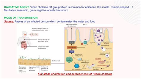 Social And Preventive Diseases Cholera Pptx