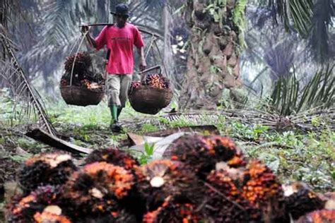 buruh sawit tuntut ruu perlindungan kerja sawit kita