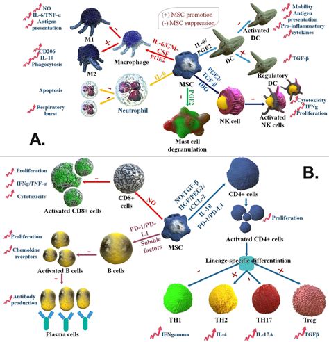 Mscs Function As Immunosuppression Of The Adaptive And Innate Immune