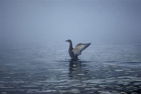 Bakgrundsbilder Djur Bl Fauna Sj F Gel Vilda Djur Och V Xter