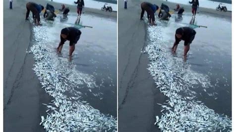 Viral Ribuan Ikan Terdampar Di Pantai Sikabaluan Mentawai BPBD