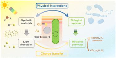 Making The Connections Physical And Electric Interactions In Biohybrid