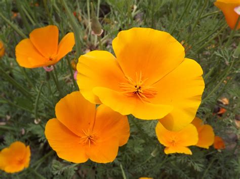 Kostenlose Foto Natur Wiese Bl Tenblatt Blumen Orange Bl Hen