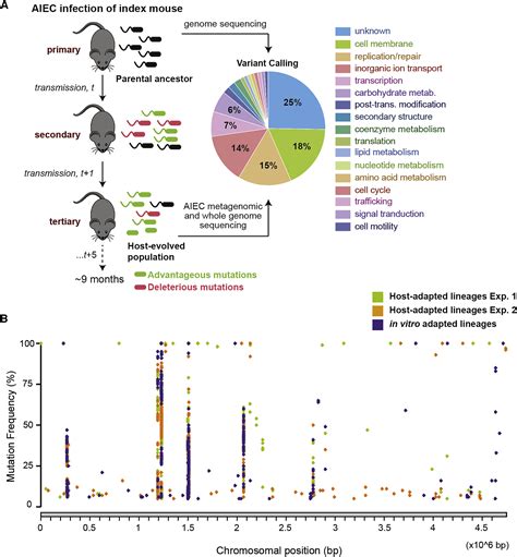 Host Specific Adaptive Diversification Of Crohns Disease Associated Adherent Invasive