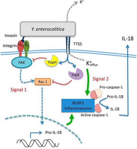 Integrin Mediated First Signal For Inflammasome Activation In