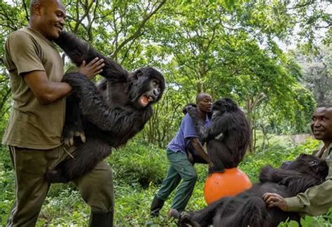 Eastern Low Land Gorilla Trekking In Congo Safari Vacations Travel