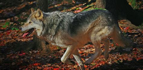 The Eastern Timber Wolf - Facts about the Eastern Timber Wolf