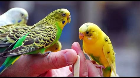 Budgerigar Bird Home Setup Vlog YouTube