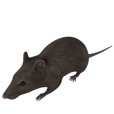 Rat animal isolated on transparent 33218638 PNG