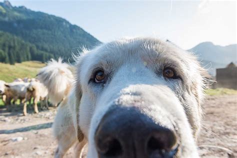 Comment savoir si mon chien est en bonne santé Un guide pour les