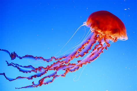 Jellyfish Characteristics Species Classification Anatomy And Habitat