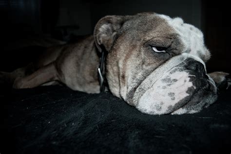 dogs with lazy eyes 6