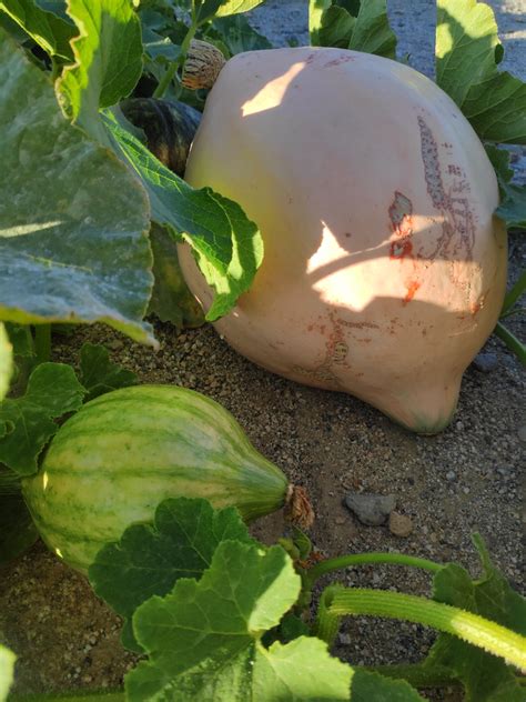 Mature Butternut Squash Looks Like Telegraph