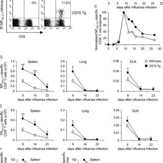 Increased Effector Cd T Cells In Np Specific Tcr Tg Cd Tg Mice