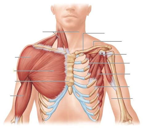 Muscle Names Cont Diagram Quizlet