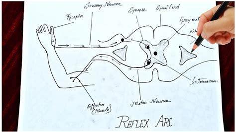 Draw A Reflex Arc Draw A Labelled Diagram Of Reflex Arc That Operates