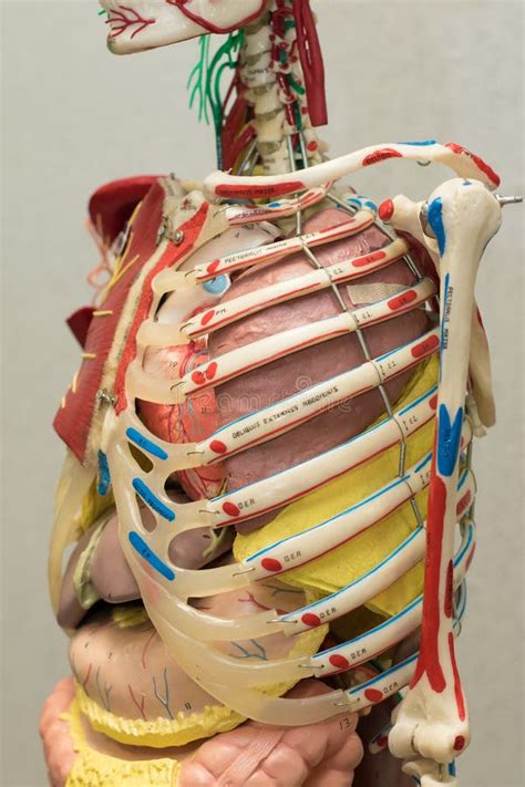 Anatomy Human Body Model. Part of Human Body Model with Organ System ...