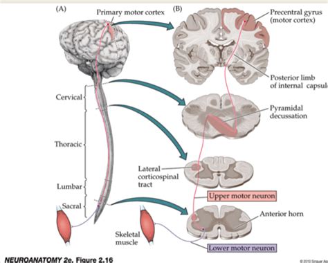 Neuro Exam Pp Sc Iii Flashcards Quizlet