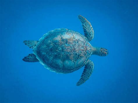 Brown Turtle UnderwaterFree Stock Photo