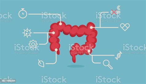 Ilustrasi Vektor Usus Besar Ilustrasi Stok Unduh Gambar Sekarang