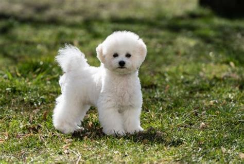 Bichon Puppy 02 - Puppy Singapore