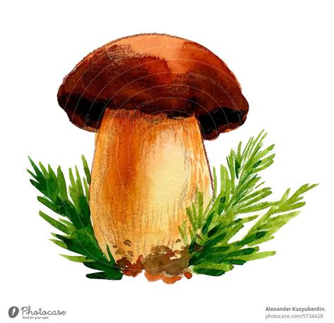 Watercolor mushroom. Hand drawn retro styled illustration - a Royalty ...