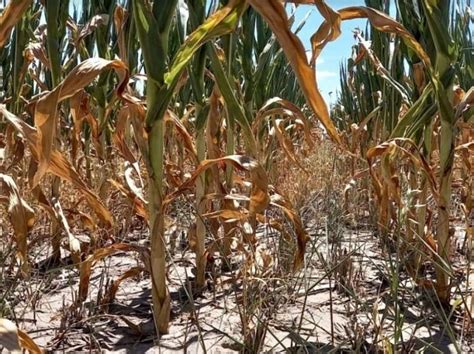 Emergencia Agropecuaria Avanza La Homologación De Nación Y Activan El