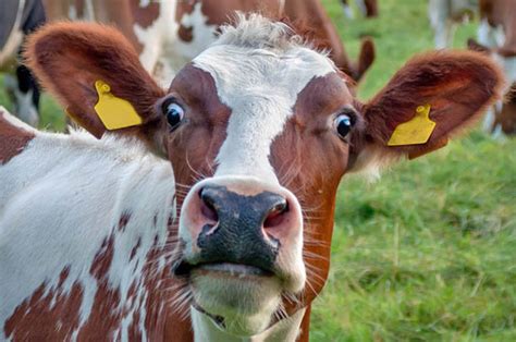 Indian Man Arrested For Having Sex With Cow Daily Star