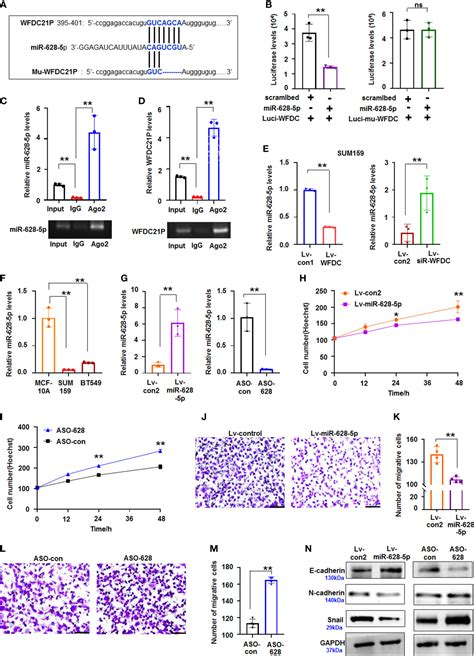 Frontiers WFDC21P Promotes Triple Negative Breast Cancer