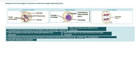 Solved Drag And Drop The Stages Of Meiosis Ii Under The Chegg