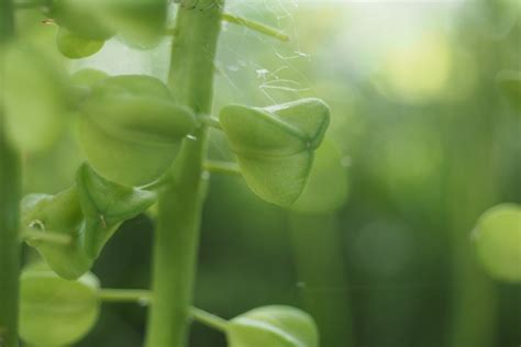 Free Images Nature Grass Leaf Flower Food Green Produce Crop