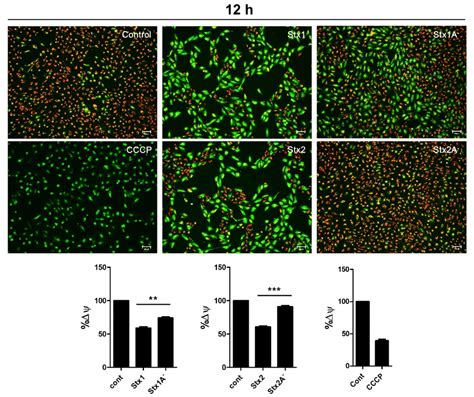 Stxs Induced Loss Of Mitochondrial Membrane Potential In Rpe Cells