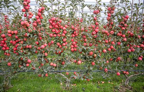 apple tree orchard images learn   grow apple trees  easy