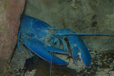 Blue Lobster rare to see | Smithsonian Photo Contest | Smithsonian Magazine