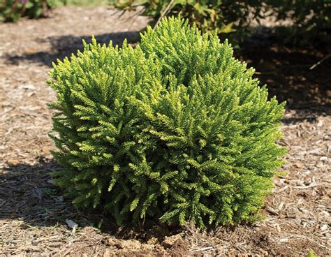 Dragon Prince™ Japanese Cedar, Cryptomeria japonica 'Spg-3-014'