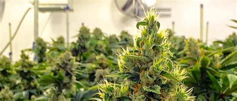 Growing Cannabis Indoors - How to start