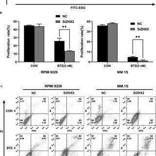 The Mechanism Of Zhx Promoting Proteasome Inhibitor Resistance When