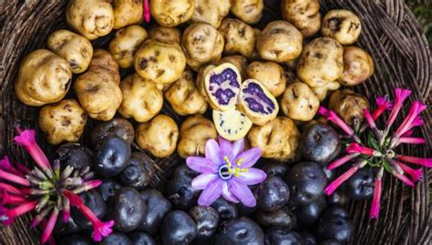 Papa Nativa Peruana El Legado Andino Que Alimenta Al Mundo