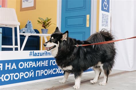 Коллаборация Lazurit x Nidgus: как собрать 11 миллионов охвата за счет ...