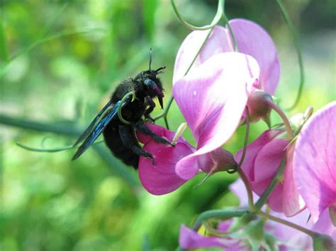 Labeille charpentière ou Xylocope Xylocopa violacea Zapiculture