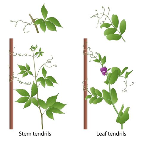 What Are The 5 Tropisms And The Plants Response To Each Worldatlas