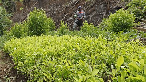 Cultivos de coca en Colombia alcanzan récord de 230 000 hectáreas en 2022